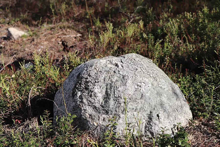 Harmaa kivi, taustalla kuiva metsäinen rinne ja kasvillisuutta.
